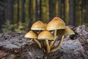 Golden Scalycap -Pholiota aurivellus- on the trunk of a beech, Thuringia, Germany