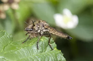 Images Dated 14th June 2014: Golden-tabbed Robberfly -Eutolmus rufibarbis- with captured honey bee on a blackberry leaf, Hesse
