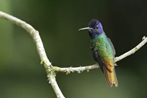 Perching Collection: Golden-tailed Sapphire (Chrysuronia oenone)