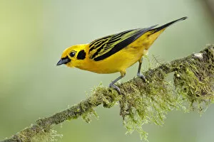 Images Dated 7th June 2017: Golden Tanager