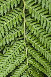 Images Dated 30th July 2014: Golden Tree Fern -Dicksonia fibrosa-, native to New Zealand