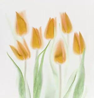 Images Dated 26th November 2009: Golden Tulips