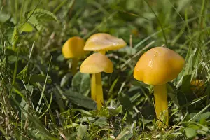 Basidiomycetes Prints: Golden Waxcap (Hygrocybe chlorophana)