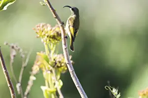 Ngorongoro Crater Conservation Area Prints: Golden-winged Sunbird (Nectarinia reichenowi), Ngorongoro Crater