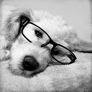 Images Dated 24th October 2012: Goldendoodle Puppy In Glasses