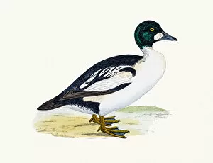 The History of British Birds by Morris Gallery: Goldeneye Duck Waterfowl bird