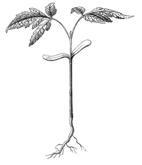 Maple Tree Prints: Goldenrain tree, pride of India, China tree or varnish tree (Koelreuteria paniculata)