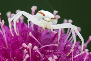 Hesse Gallery: Goldenrod Crab Spider (Misumena vatia) on Japanese Scabious flower (Scabiosa japonica