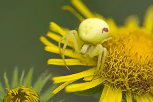 Goldenrod Crab Spider -Misumena vatia- on a British Yellowhead -Inula britannica-, Burgenland, Austria