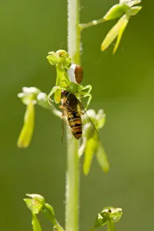 Goldenrod crab spider -Misumena vatia- has captured a hoverfly -Syrphidae-, Thuringia, Germany