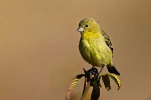 Images Dated 13th August 2011: Goldfinch on branch