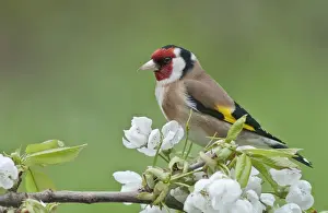 Finch Prints: Goldfinch -Carduelis carduelis