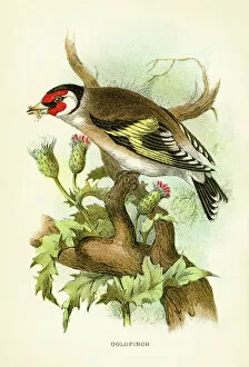 Images Dated 16th March 2017: Goldfinch engraving 1896