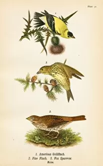 Beak Gallery: Goldfinch Pine Finch bird lithograph 1890