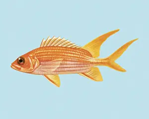 Goldfish