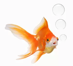 Images Dated 30th October 2008: Goldfish with bubbles