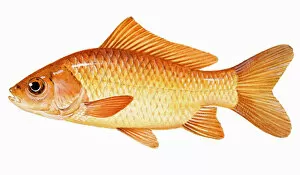 Images Dated 27th January 2007: Goldfish (Carassius auratus), member of carp family