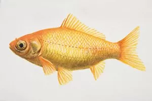 Goldfish, illustration