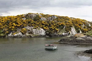 Goleen Harbour, flowering broom, Mizen Head Peninsula, West Cork, Republic of Ireland, British Isles, Europe