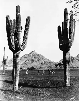 In A Row Prints: Golf In The Desert