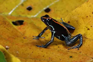 Images Dated 16th October 2015: Golfo Dulce Poison-dart Frog