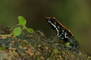 Images Dated 1st November 2015: Golfodulcean Poison Frog