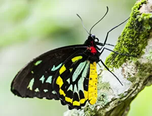Images Dated 8th April 2019: GOLIATH BIRDWING BUTTERFLY (Male) RAINFORESTS OF NEW GUINEA