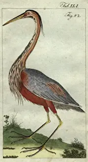 Colour Format Prints: Goliath Heron