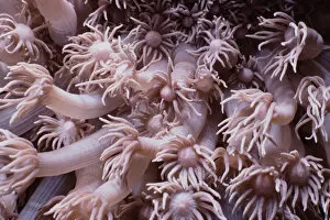 Images Dated 20th November 2018: Goniopora Coral