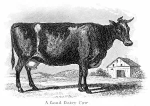Livestock Gallery: Good dairy cow engraving 1873