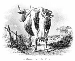Images Dated 25th March 2017: Good milk cow engraving 1873