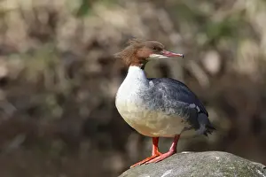 Goosander -Mergus merganser-, female standing on a stone, Harz, Saxony-Anhalt, Germany