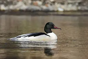Goosander -Mergus merganser-, male swimming in the habitat, Harz, Saxony-Anhalt, Germany
