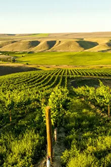 Images Dated 6th June 2015: Goose Ridge vineyard at dawn, Richland, Washington State, USA