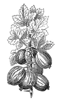 Vegetarian Food Prints: Gooseberry