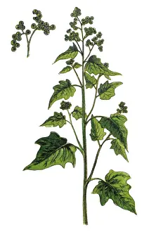 Goosefoots, chenopodium stramonifolium