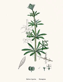 Images Dated 22nd April 2016: Goosegrass plant Galium aparine scientific illustration