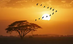 Gooses flying against sun