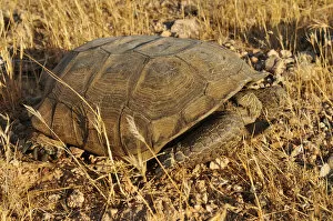 Images Dated 7th September 2011: Gopher or Desert tortoise -Gopherus agassizii-, Mojave Desert, Utah, USA, North America