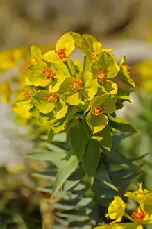 Medium Group Of Objects Prints: Gopher Spurge or Upright Myrtle Spurge -Euphorbia rigida-, Mediterranean region