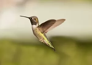 Huntington Beach California Gallery: Gorgeous green hummingbird