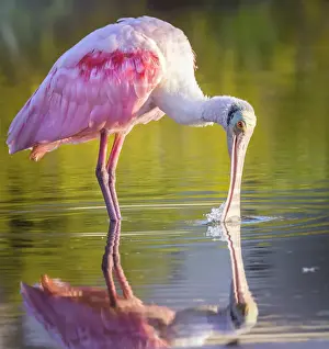 Gorgeous Roseate Spoonbill and Reflection at Fort Myers Beach, Florida