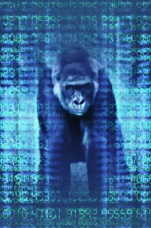 Gorilla Prints: Gorilla