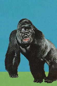 Images Dated 11th February 2004: Gorilla
