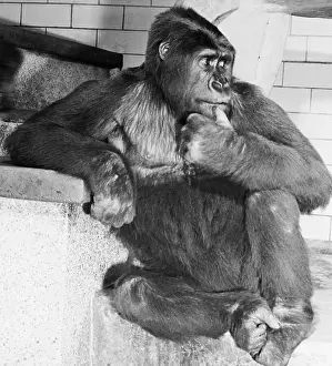 Gorilla Prints: Gorilla