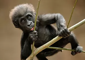 Images Dated 6th October 2014: Gorilla baby climb
