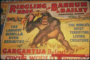 Gorilla Prints: Gorilla on Circus Poster