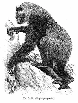 Images Dated 15th April 2017: Gorilla engraving 1878