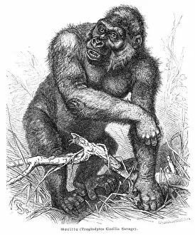 Images Dated 14th June 2015: Gorilla engraving 1882