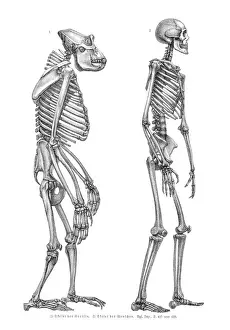 Skeleton Prints: Gorilla and man skeleton engraving 1857